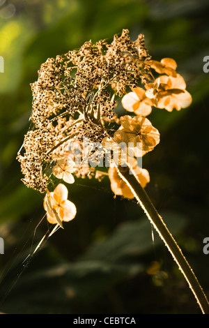 Fleurs séchées sur l'Hydrangea ou Hortensia avec fils d'araignée à l'automne et le soleil Banque D'Images