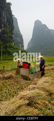 Mari et femme, les agriculteurs de la récolte du riz récolte dans le champ entouré de pics calcaires karstiques Yangshuo près de république populaire de Chine Banque D'Images