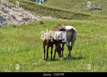 Amérindien Lakota Oglala tribu Sioux South Pine Ridge Dakota aux États-Unis réserve américaine prairie prairies paysage terre personne horizontal haute résolution Banque D'Images