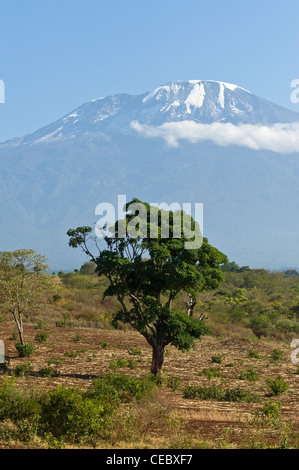 Kilimandjaro vu de Moshi en Tanzanie Banque D'Images