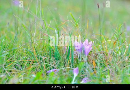 Fleurs de crocus au printemps Banque D'Images