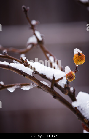 Deux pommes flétries on Snowy Branches Banque D'Images