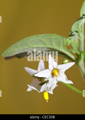 La morelle noire, commune Solanum nigrum, portrait de fleur blanche avec un joli accent sur arrière-plan. Banque D'Images