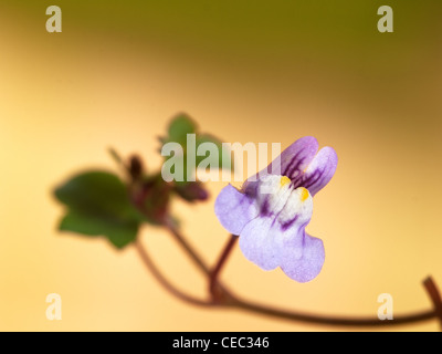 Feuilles de lierre, Cymbalaria muralis, portrait horizontal fleur violette avec beau concentrer l'arrière-plan. Banque D'Images