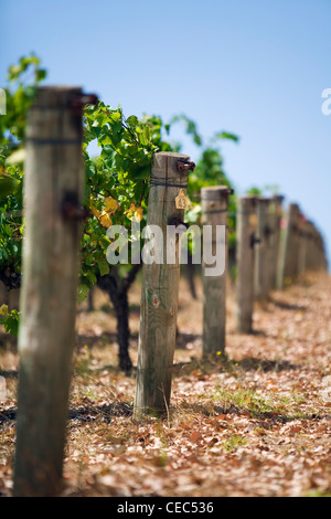 Vignoble dans la célèbre région viticole de Margaret River, Australie-Occidentale, Australie Banque D'Images