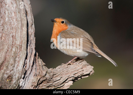 European robin (erithacus rubecula aux abords) Banque D'Images