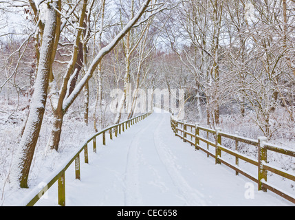 Scène d'hiver paysage d'hiver Neige Fraîche sur la voie à travers Sherwood Forest Country Park Edwinstowe Notinghamshire Angleterre Royaume-Uni GB Europe Banque D'Images