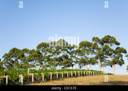 Vignoble dans la célèbre région viticole de Margaret River, Australie-Occidentale, Australie Banque D'Images