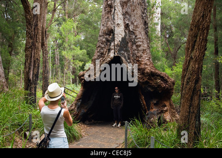 Les touristes à la base d'un arbre géant tingle sur l'Ancien Empire Boardwalk, Walpole-Nornalup National Park Banque D'Images