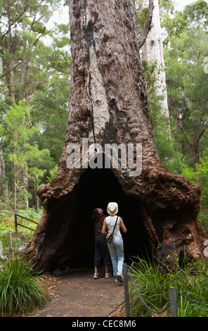 Les touristes à la base d'un arbre géant tingle sur l'Ancien Empire Boardwalk, Walpole-Nornalup National Park Banque D'Images