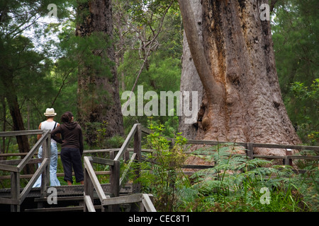 Les touristes à la base d'un arbre géant tingle sur l'Ancien Empire Boardwalk. Walpole-Nornalup National Park, Australie occidentale Banque D'Images