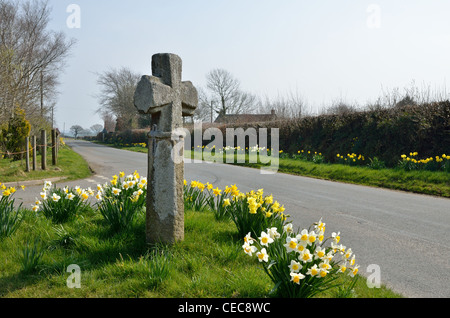 Durdon Cross. La pierre ancienne calvaire sur une Lane Devon entourée de jonquilles. Banque D'Images