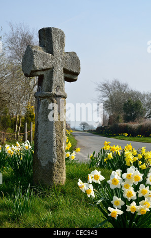 Durdon Cross. La pierre ancienne calvaire sur une Lane Devon entourée de jonquilles. Banque D'Images