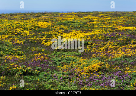 L'ajonc et la bruyère à fleurs sur le haut de falaise à la Pointe du Raz à Plogoff, Finistère, Bretagne, France Banque D'Images