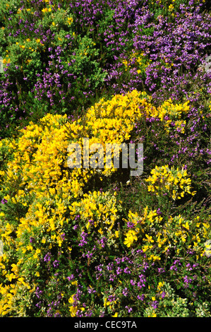 L'ajonc et la bruyère à fleurs sur le haut de falaise à la Pointe du Raz à Plogoff, Finistère, Bretagne, France Banque D'Images