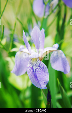 Iris fleurs, macro,jardin,park,rose,libre,d'été Banque D'Images