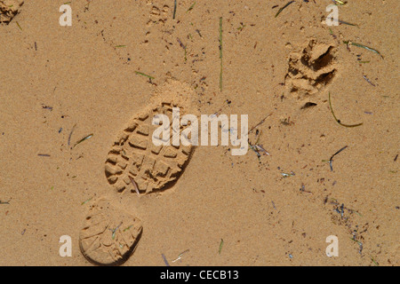 Les droits de service imprimer et de chien sur le sable de la plage d'impression Banque D'Images