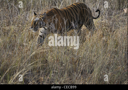 Le tigre du Bengale marche sur l'herbe jaune Banque D'Images