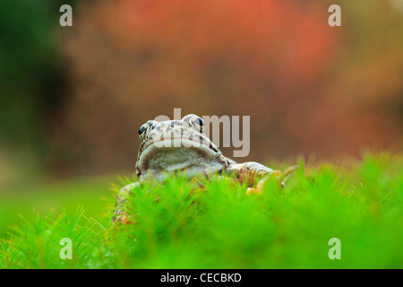 La grenouille rousse, Rana temporaria également connu sous le nom de la Grenouille commune européenne. Banque D'Images