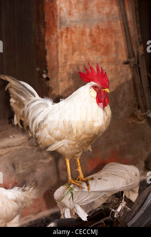 L'Inde, Uttar Pradesh, Varanasi, coq reposant sur selle de vélo dans la région de alley derrière ghats Banque D'Images