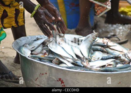 Woman putting poisson dans un seau sur la plage à Sassandra, Côte d'Ivoire, Afrique de l'Ouest Banque D'Images