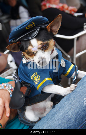 Chihuahua en uniforme de la Police à dog fancy dress la concurrence Banque D'Images