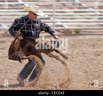 Socorro, Nouveau Mexique, USA. L'homme ligoté un veau pendant la compétition de veaux au lasso au rodéo annuel. Banque D'Images