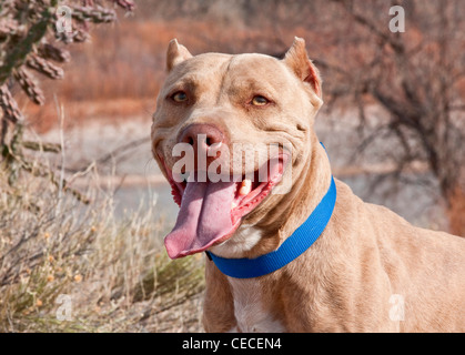 Un Pitt Bull Terrier chien à collier bleu sur smiling Banque D'Images