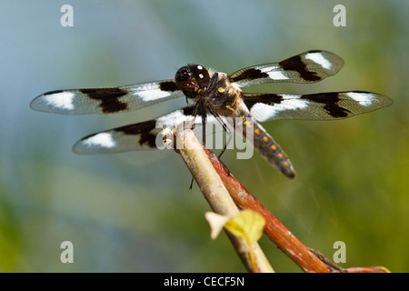USA, New York, Albany, Freeway Ponds County Park, huit-spotted Skimmer (Libellula forensis) mâle. Banque D'Images