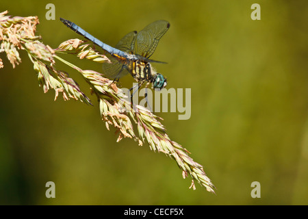 USA, New York, Albany, Freeway Ponds County Park, mâle bleu ( Dasher Pachydiplax longipennis) Banque D'Images