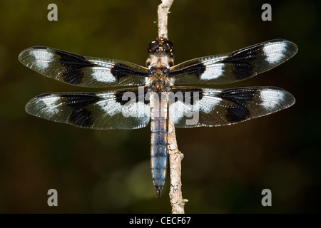 USA (Oregon, Eugene, Eugene Les zones humides de l'Ouest, huit-spotted Skimmer, (Libellula forensis) mâle Banque D'Images