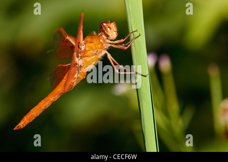 USA, New York, Albany, Freeway Ponds County Park, homme Flame Skimmer (Libellula saturata) Banque D'Images