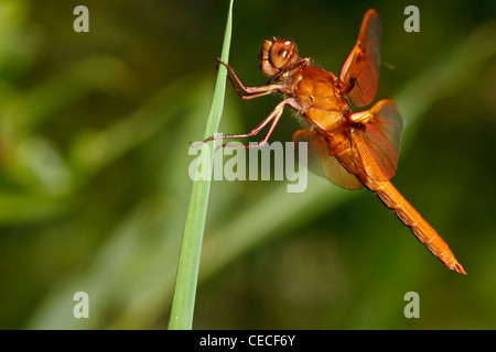 USA, New York, Albany, Freeway Ponds County Park, homme Flame Skimmer (Libellula saturata) Banque D'Images