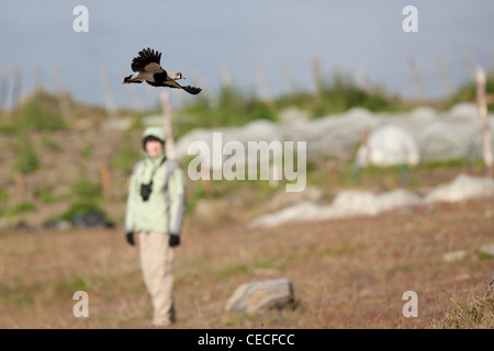 Le sud de sociable (vanellus chilensis fretensis), sous-espèce du sud de l'Amérique du Sud Banque D'Images