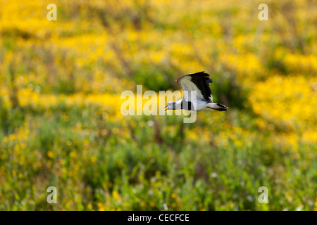 Le sud de sociable (vanellus chilensis fretensis), sous-espèce du sud de l'Amérique du Sud Banque D'Images