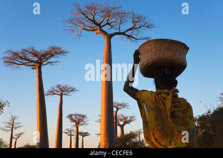 Femme avec Baobab (Adansonia), Morondava, Toliara, Madagascar Banque D'Images