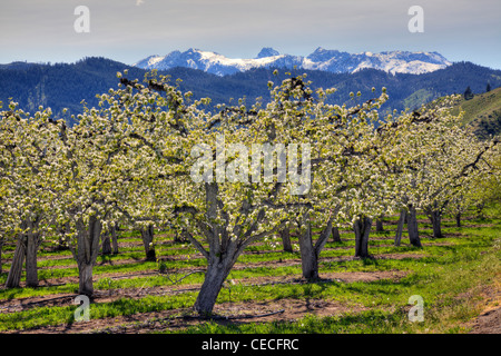 WA, Chelan County, Dryden, verger de pommiers en fleurs Banque D'Images