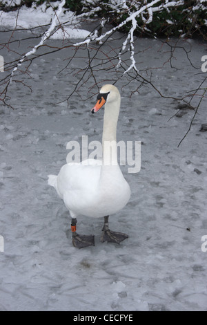 Swan debout sur un lac gelé Banque D'Images