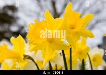 Écran couleur lumineux jaune de fleurs de saison (printemps beaux jonquilles ou narcisses) dans jardin close-up - Yorkshire, Angleterre, Royaume-Uni. Banque D'Images