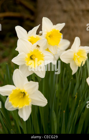 Groupe de couleurs vives jaune blanc saisonnier printemps fleurs (belle floraison des jonquilles ou narcisses) dans jardin close-up - Yorkshire, Angleterre, Royaume-Uni Banque D'Images