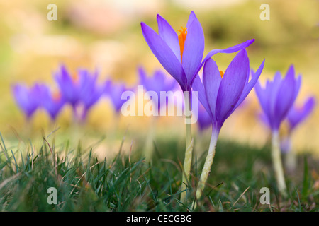 Crocus (Crocus nudiflorus sauvages) la floraison. Le Parc Naturel de Posets-Maladeta. Pyrénées. Huesca. L'Aragon. L'Espagne. Banque D'Images