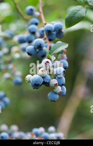 Vaccinium corymbosum. Blueberry 'Jersey' fruits sur un buisson Banque D'Images