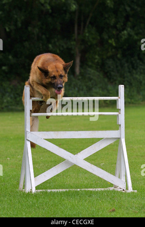 Chien de police faisant des exercices de formation, UK Banque D'Images