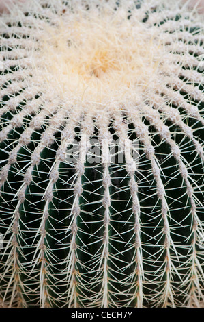 Bateau à quille. Golden Barrel Cactus Banque D'Images