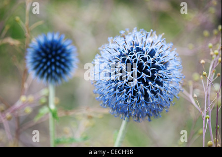 Echinops ritro veitch's blue. Globe thistle flower dans un jardin anglais Banque D'Images