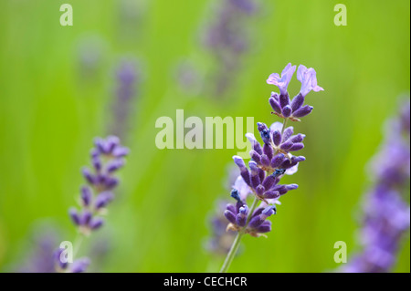 Lavandula angustifolia 'Hidcote'. Fond vert doux contre lavande Banque D'Images