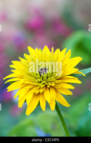 Rudbeckia hirta 'Cherokee Sunset'. Coneflower, black-eyed Susan Banque D'Images