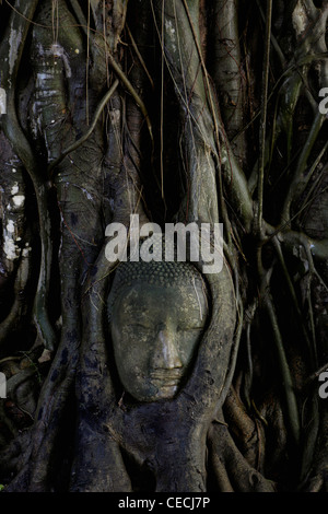 Tête de Bouddha en pierre entouré par des racines d'un arbre Banyan Ayutthaya, Thaïlande Banque D'Images