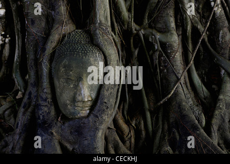 Tête de Bouddha en pierre entouré par des racines de l'arbre Banyan à Ayutthaya, Thaïlande Banque D'Images