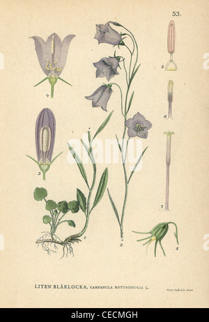 La campanule à feuilles rondes, Campanula rotundifolia. Banque D'Images